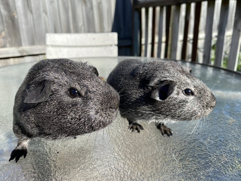 Guinea Pigs for Sale Carousel 1
