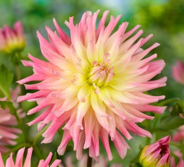 Dahlia Melody Gypsy single tuber patio plant cactus pink and yellow Carousel 1
