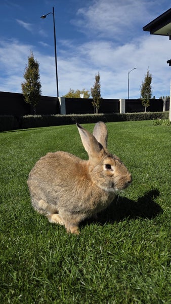 Flemish Giant Rabbit Carousel 2