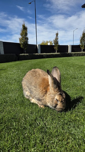 Flemish Giant Rabbit Carousel 11