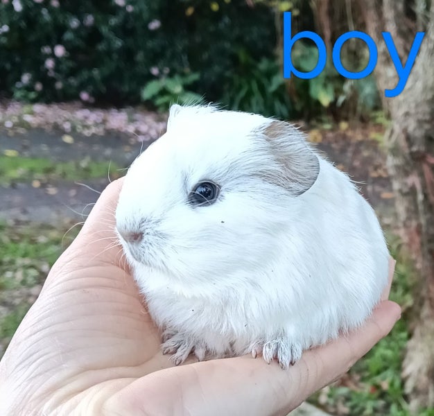 Baby Guinea Pigs Carousel 1