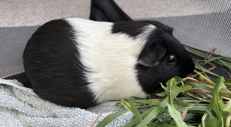 Female Guinea Pig seeks new home (still available) Carousel 1
