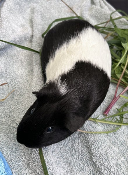 Female Guinea Pig seeks new home (still available) Carousel 2