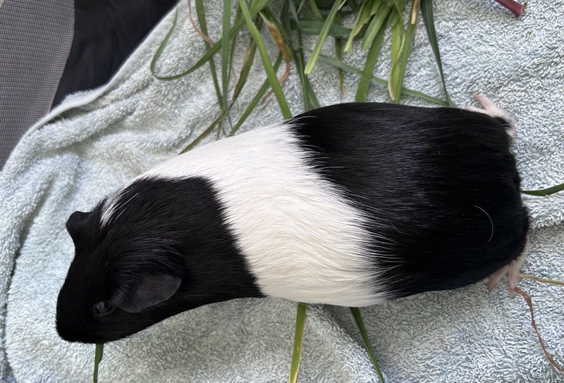 Female Guinea Pig seeks new home (still available) Carousel 4
