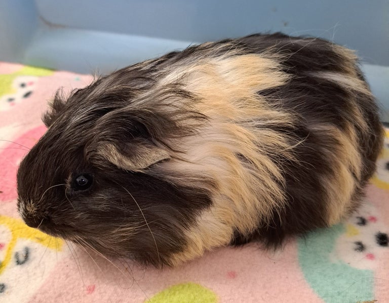 Long haired guinea pig babies Carousel 1