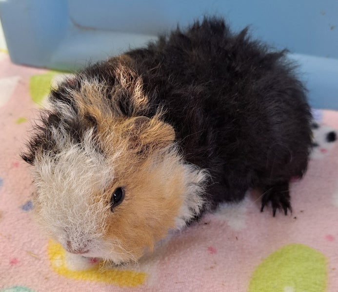 Long haired guinea pig babies Carousel 2