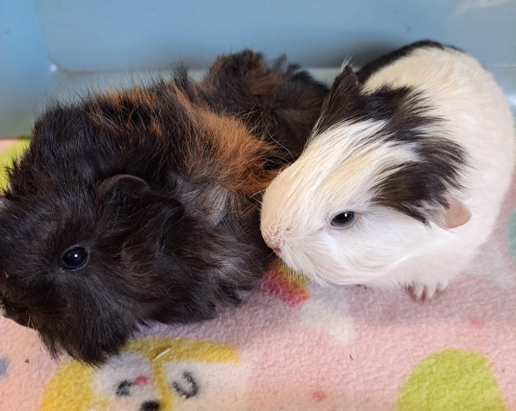 Long haired guinea pig babies Carousel 4