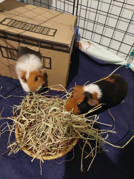 Two female Guinea pigs Carousel 1