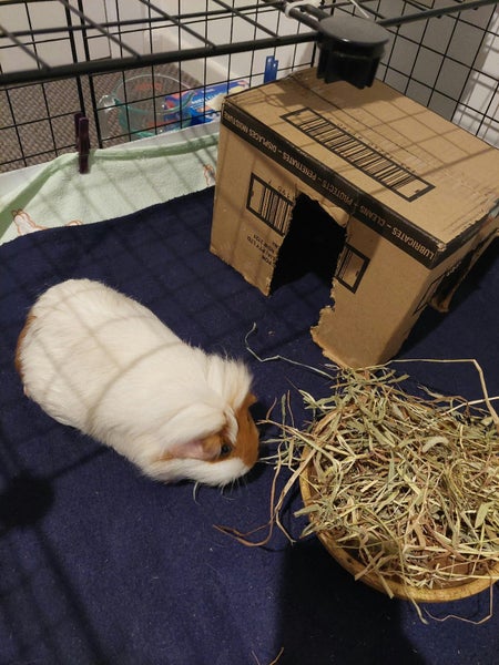 Two female Guinea pigs Carousel 2