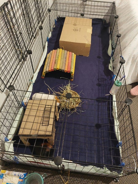 Two female Guinea pigs Carousel 4