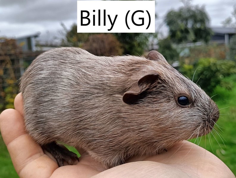 Baby Guinea Pigs (Napier) Carousel 2