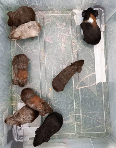 Baby Guinea Pigs (Napier) Carousel 1