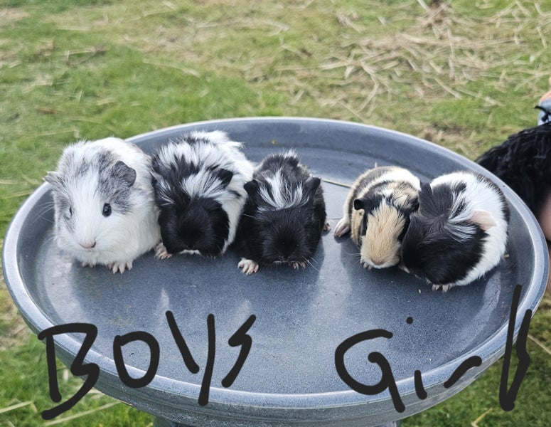 Fluffy ginniepigs Carousel 2