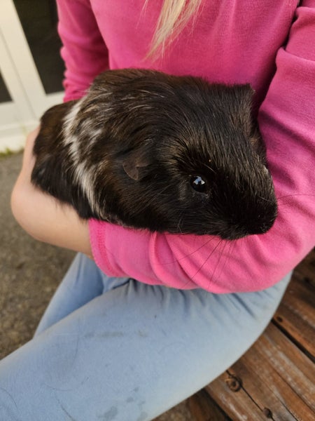 3 adult male guinea pigs Carousel 1