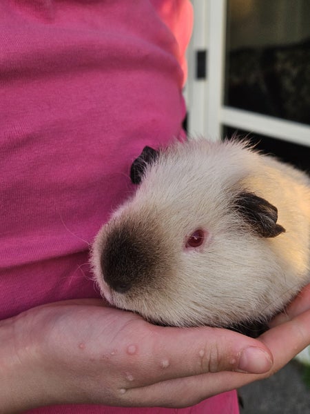 3 adult male guinea pigs Carousel 9