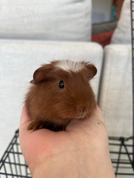 Baby Crested Guinea Pigs Carousel 6