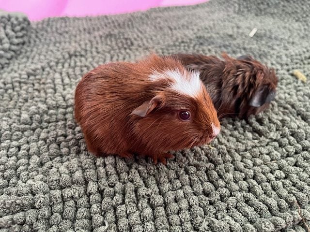 Baby Crested Guinea Pigs Carousel 1