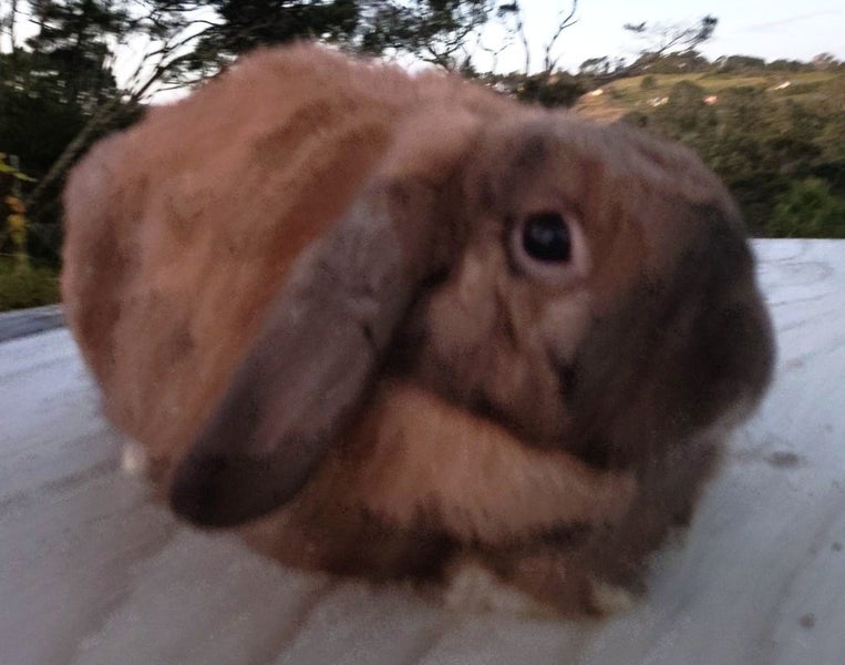 Rabbit - Attractive and Healthy Carousel 1