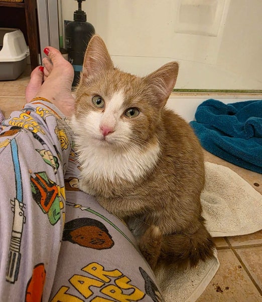 rescue teen cat Roscoe Carousel 1
