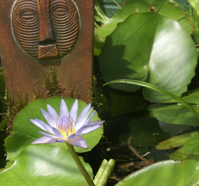 Nymphaea Sp. Lotus, 50 x Seeds, Pink ,Blue, White ***NEW SEASONS*** Carousel 2