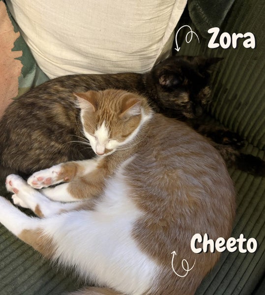 Cheeto and Zora: A loving sister duo! Carousel 1