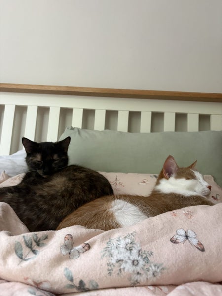 Cheeto and Zora: A loving sister duo! Carousel 2