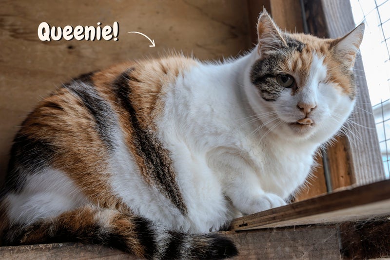 Queenie: A Sweet Calico Looking for Her Forever Home Carousel 1