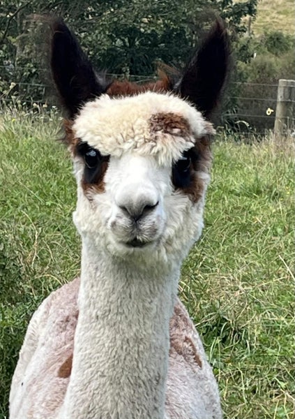 Pet Female and cria Carousel 14
