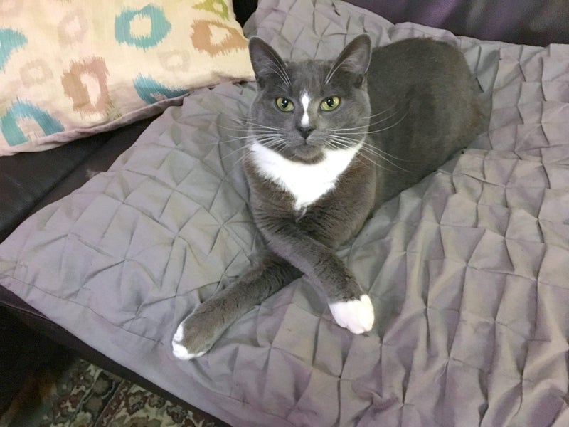 Dexter & Zoe – affectionate family cats needing a new home Carousel 2