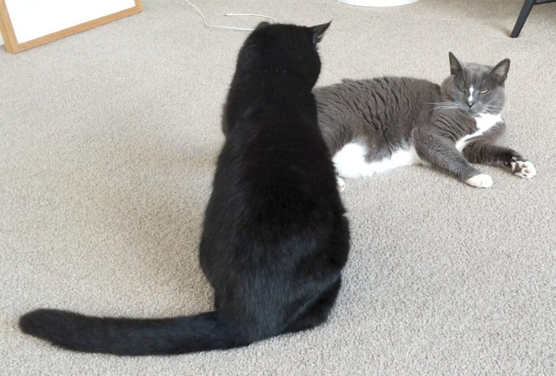 Dexter & Zoe – affectionate family cats needing a new home Carousel 1