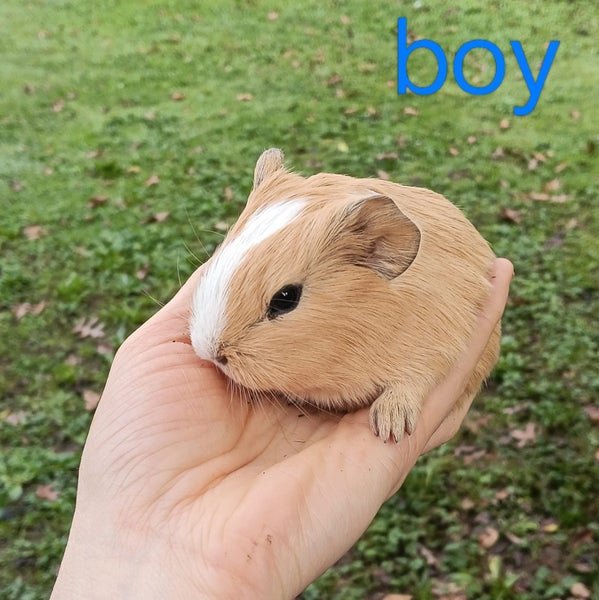 Baby Guinea Pigs Carousel 2