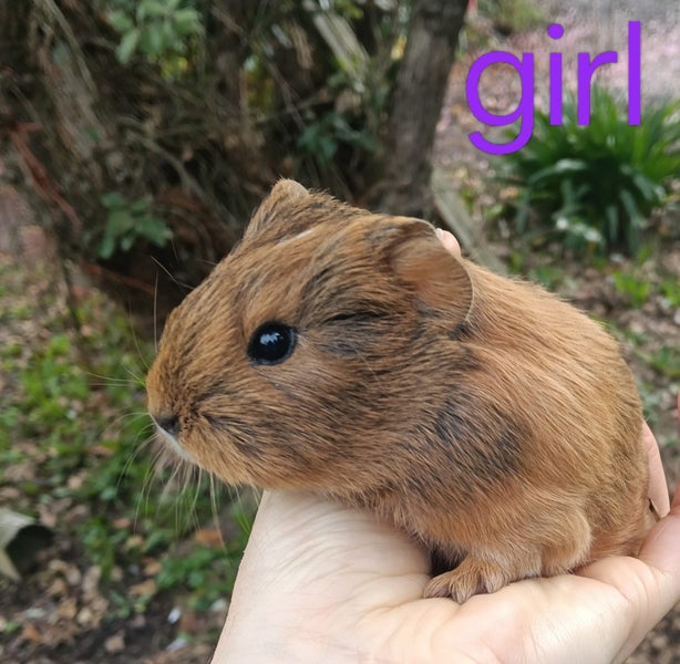 Baby Guinea Pigs Carousel 6