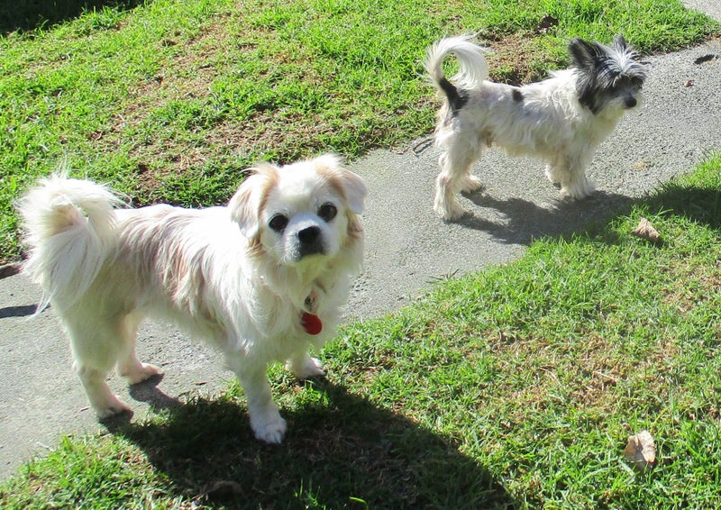 HUMANE SOCIETY RESCUE DOG - KODI the SILKIE TERRIER / CHIHUAHUA X Carousel 2
