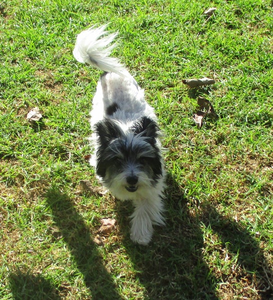 HUMANE SOCIETY RESCUE DOG - KODI the SILKIE TERRIER / CHIHUAHUA X Carousel 4