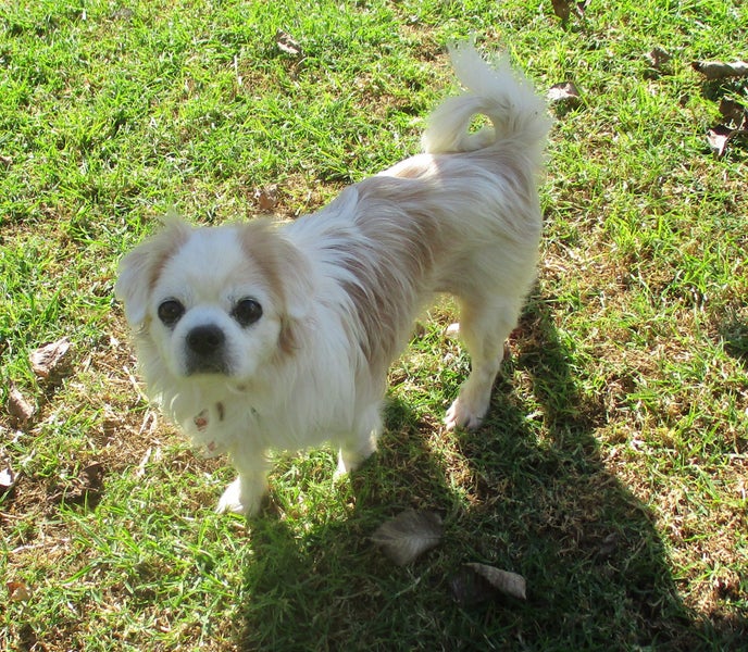 HUMANE SOCIETY RESCUE DOG - BAILEE the KING CHARLES X Carousel 3