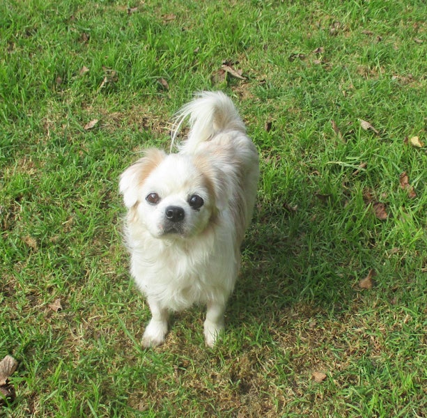 HUMANE SOCIETY RESCUE DOG - BAILEE the KING CHARLES X Carousel 1