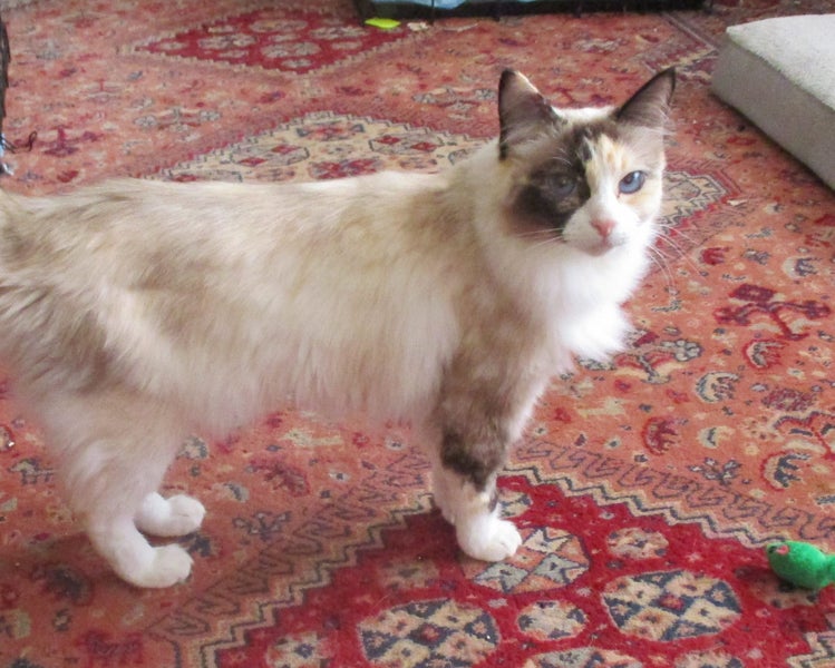 HUMANE SOCIETY DAISY the RAGDOLL Carousel 2