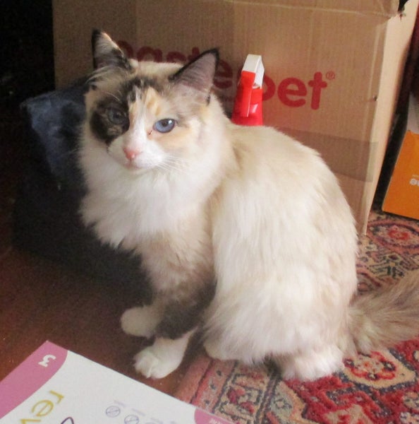 HUMANE SOCIETY DAISY the RAGDOLL Carousel 1