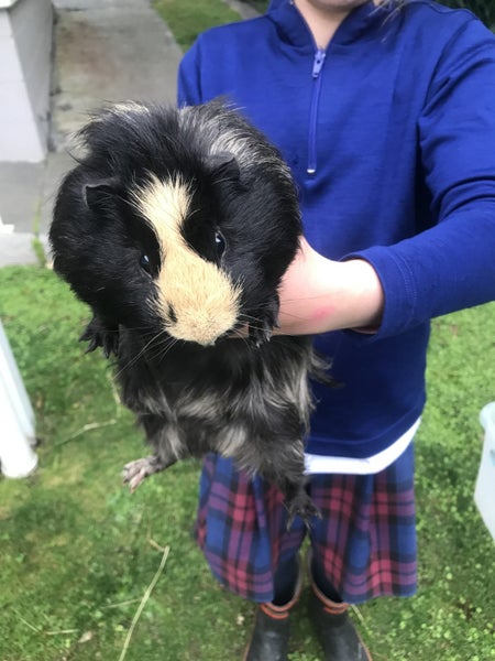 2 x Free Guinea Pigs Carousel 1