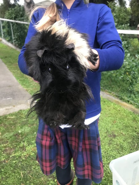 2 x Free Guinea Pigs Carousel 2