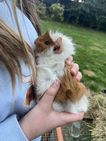 Baby Guinea Pigs Carousel 1
