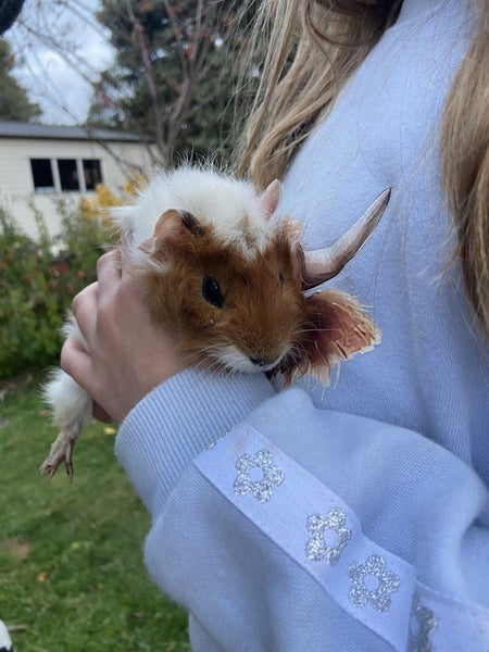 Baby Guinea Pigs Carousel 2