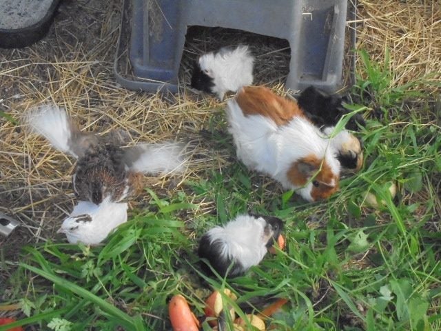 Baby Guinea Pigs Carousel 2