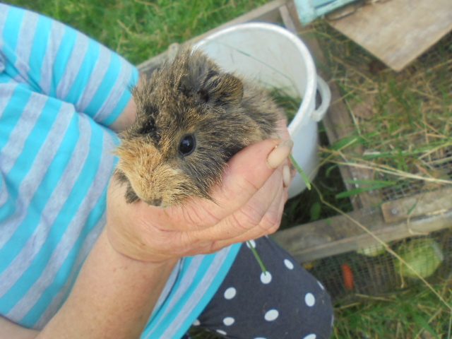 Baby Guinea Pigs Carousel 1