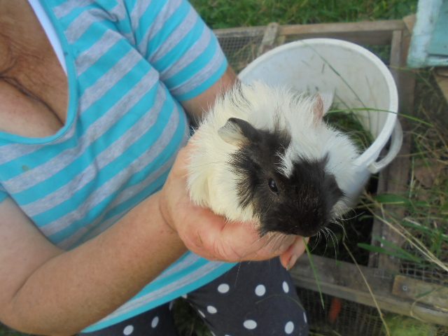 Baby Guinea Pigs Carousel 7