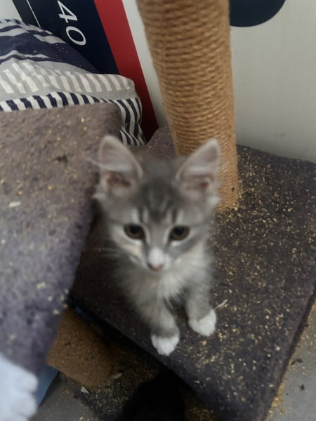 Misty Silver Fluffy Tabby Desex Kitten Carousel 1