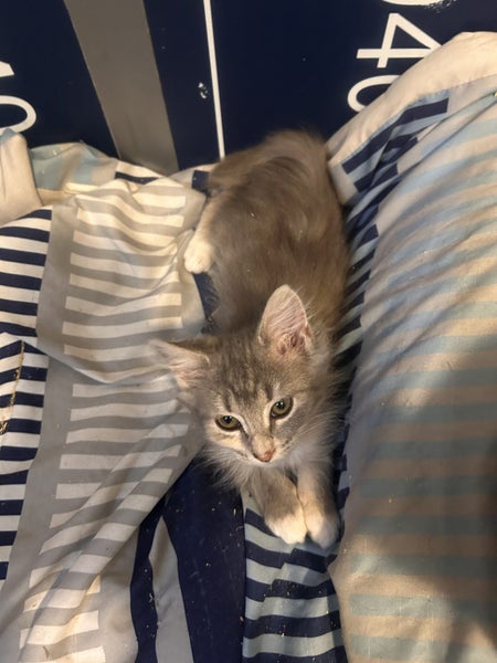 Misty Silver Fluffy Tabby Desex Kitten Carousel 2
