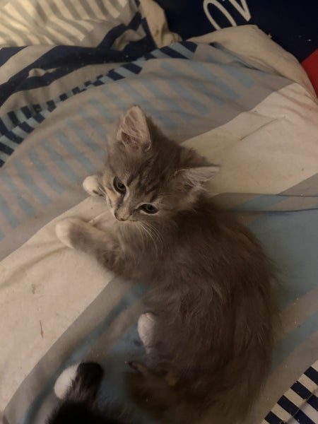 Misty Silver Fluffy Tabby Desex Kitten Carousel 4