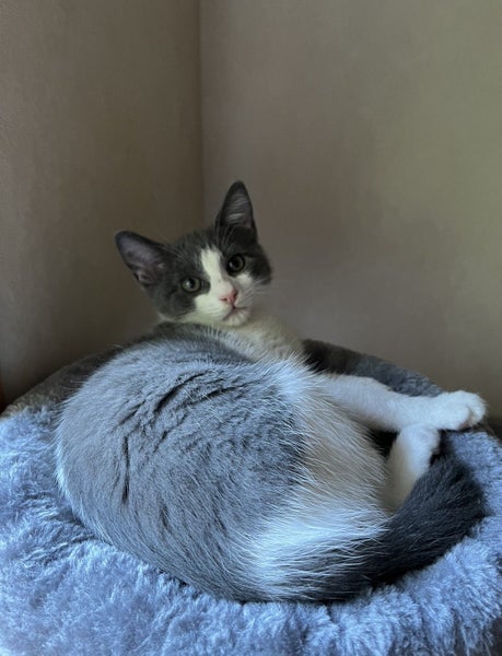 Loving cats looking for a loving owner!!! Carousel 2