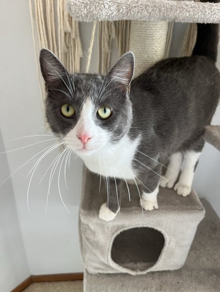 Loving cats looking for a loving owner!!! Carousel 1